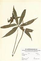 藏品(七葉一枝花)的圖片